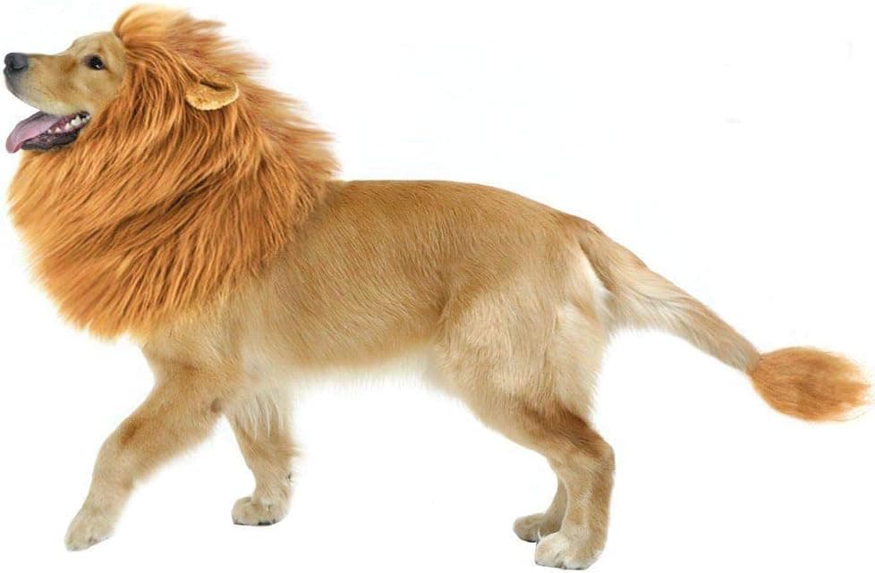 Crinière Lion pour Chien